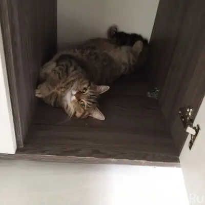Пропала кошка Белла, район Уралочки