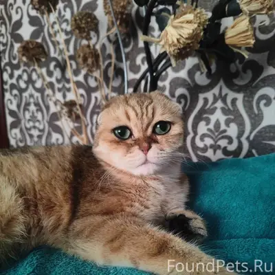 Пропал шотландский вислоухий, Безенчук