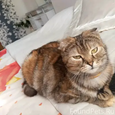 Пропала кошка Буся, Мариупольское шоссе