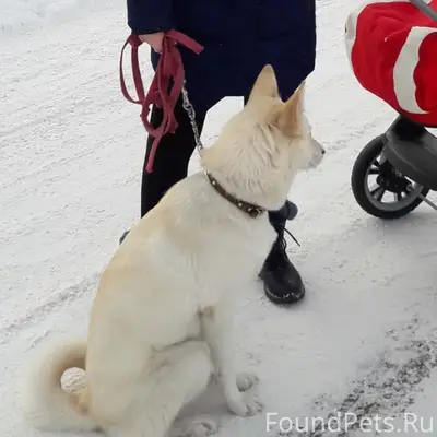 Пропала лайка Боня, Ленинский район