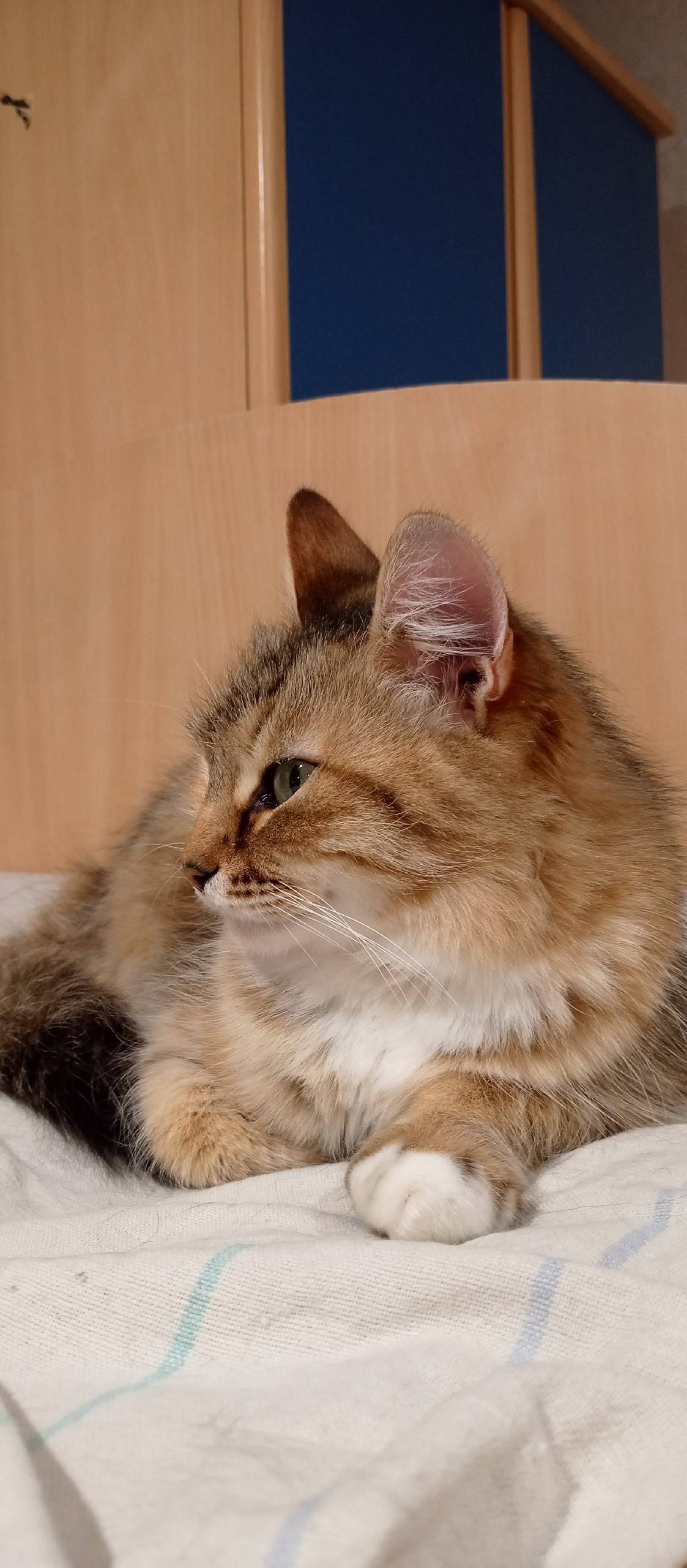 Пропала кошка Буся, Кооперативная 66