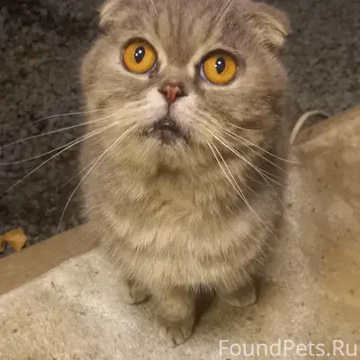 Найдена кошка, Ленинский район