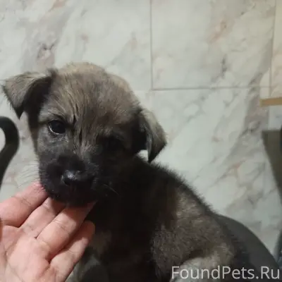 Найден щенок, район 2 школы