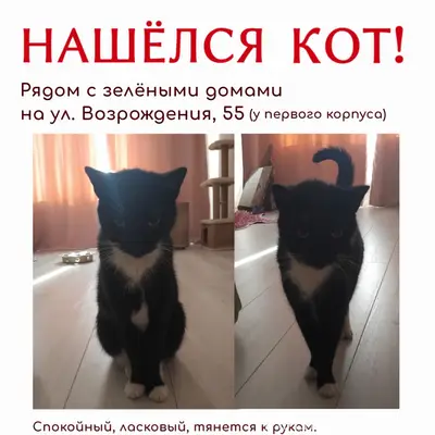 Найден чёрно-белый кот, ул. Возрождения, 55