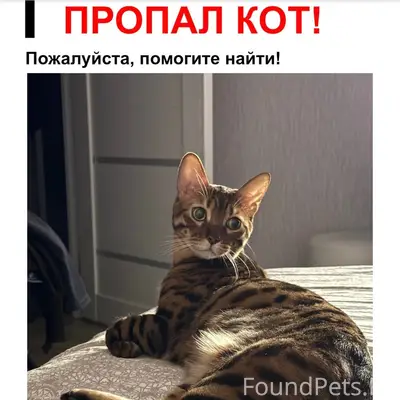 Пропал бенгальский кот, Кировский район