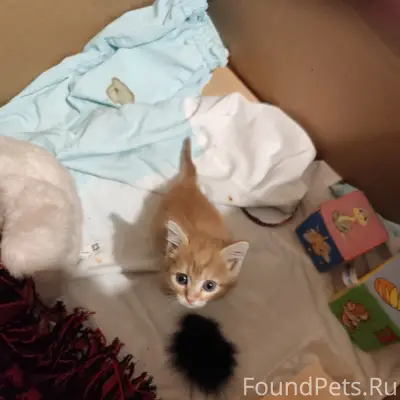 Найден рыжий котёнок, ищем дом
