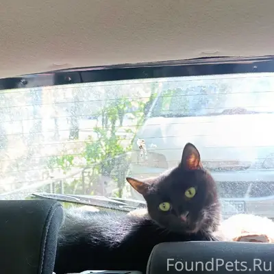 Пропал кот Мартин, Лужский район