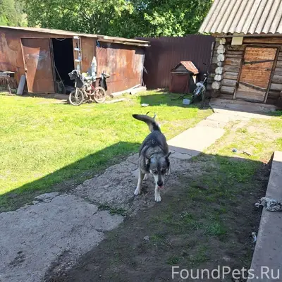 Пропала помесь хаски и овчарки Лейла, Завьялово