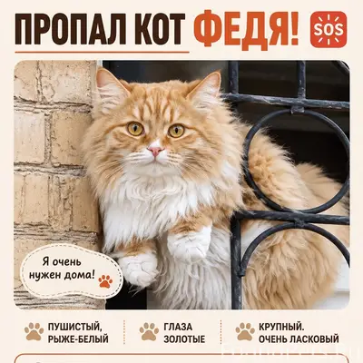 Пропал кот Федя, СНТ «Виктория-2»
