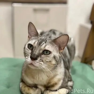 Пропал бенгальский кот, поселок Тургояк