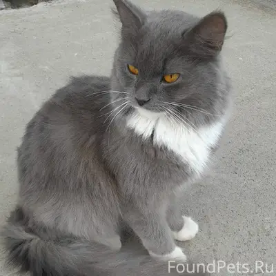 Найден серый кот, Деревяницы