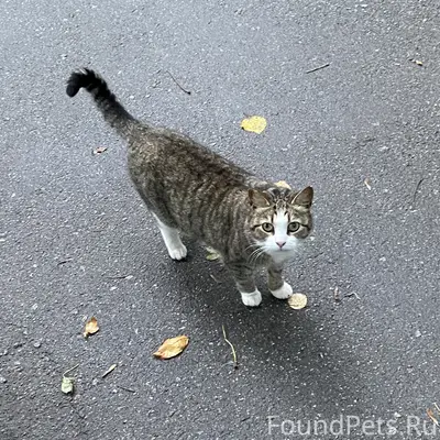 Найден кот или кошка