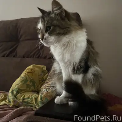 Пропала кошка Маша, район часового завода