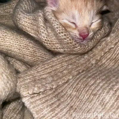 Найден новорождённый котёнок