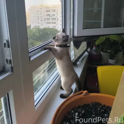 Пропала кошка Лилька, район Пор 56а
