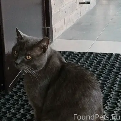Пропал кот, поселок Парково