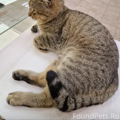 Пропал кот Барс, Центральный район Тольятти