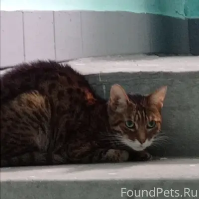 Найден кот/кошечка рыже-корисневая в полоску