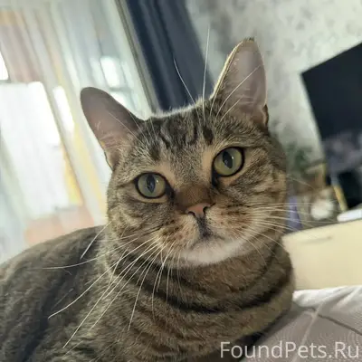 Пропал кот, 8А микрорайон