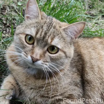 Пропала кошка, район Опытной Коттеджи