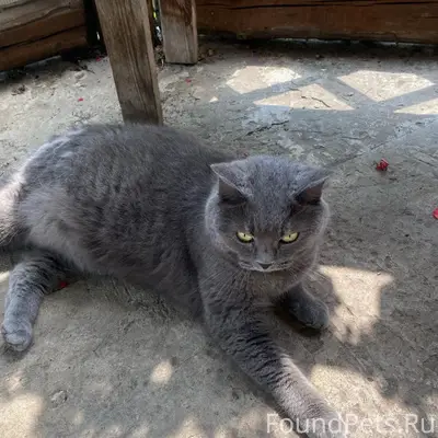 Найден серый кот, район Ольшанца