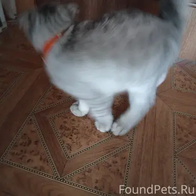 Найден вислоухий котёнок, Косякова