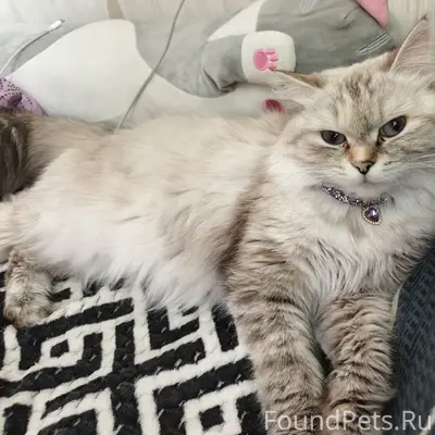 Пропала кошка Соня, Ленинский район