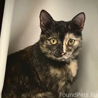Пропали кот и кошка