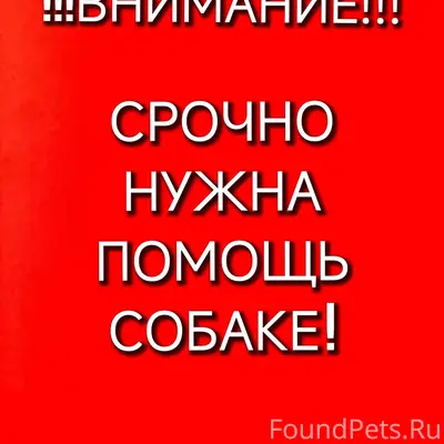 Найден пёс, Первоуральск, ТЦ 'Марс'