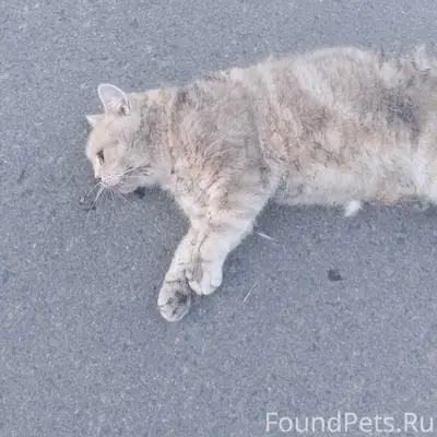Найдена серая кошка, улица Грибачева