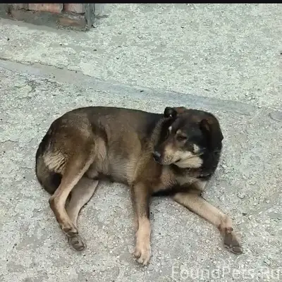 Пропал пёс Джек, район ул. Ак. Жук