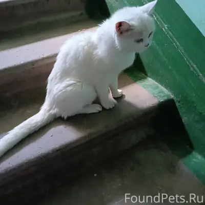 Найден кот, Рогачёво