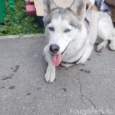 Найден тип собака, кузнецкий район