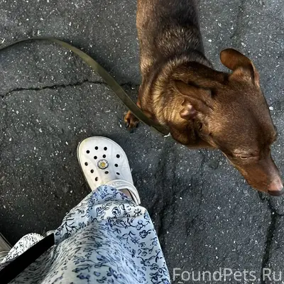 Найденна собака, была с поводком