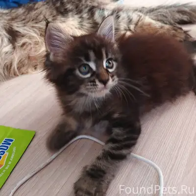 Пропала кошка, переулок Юннатов
