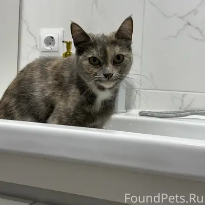 Пропала кошка Алиса, Зелёная зона, Белые росы