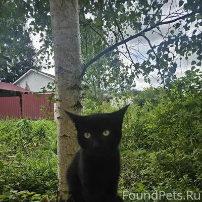 Найден котёнок девочка, примерно 5,6 месяцев