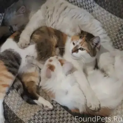 Пропала трёхшёрстная кошка Муся