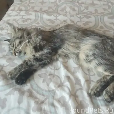Найдена кошка, похожа на мейкуна, второй посёлок