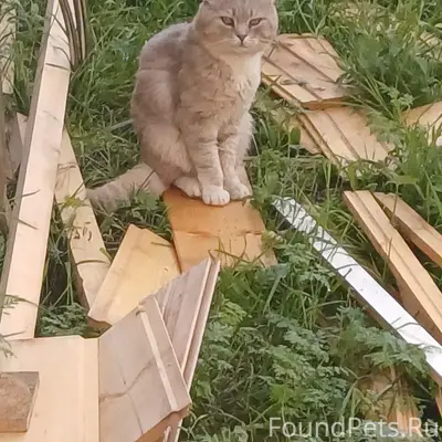 Найден кот, Гумнищи