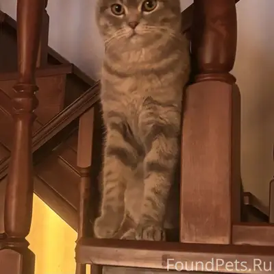 Пропал кот, ищем свидетелей