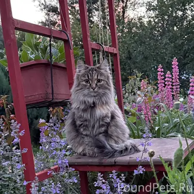 Пропала кошка Люся, район стекольного