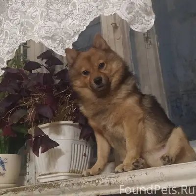 Пропал Фокс, район Соснево
