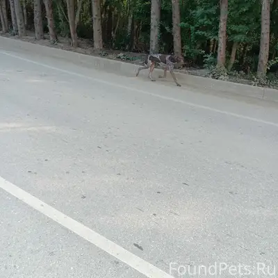 Пропала собака курцхар, Симеиз