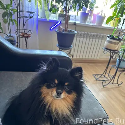 Пропал немецкий малый шпиц Теодор, район ул. Горького