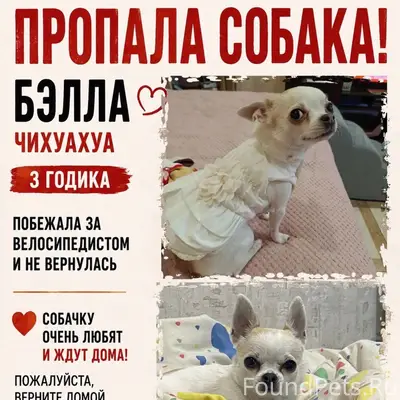 Пропала чихуахуа мини Бэлла, Дальний проезд