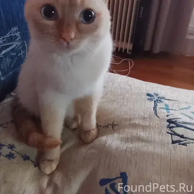 Пропала кошка