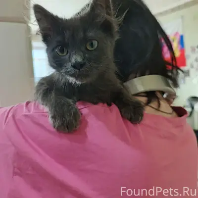 Найден котёнок, улица Чернышевского