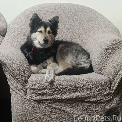 Пропала собака Бестия, Первомайский район