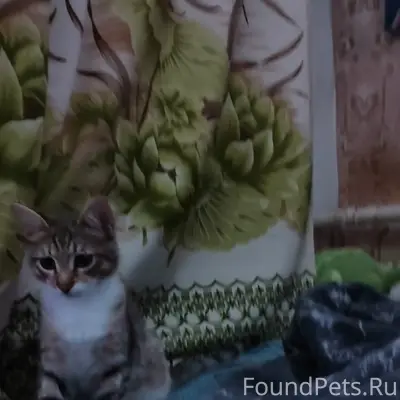 Пропал кот, ул. Дубки